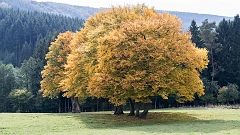 20151012 0170 Blikvangers : Ardennen